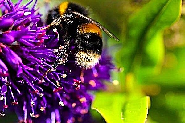 Vendetta poltava: pemelihara lebah membalas lebah mati