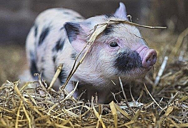 Die weltweite Schweineproduktion ist rückläufig