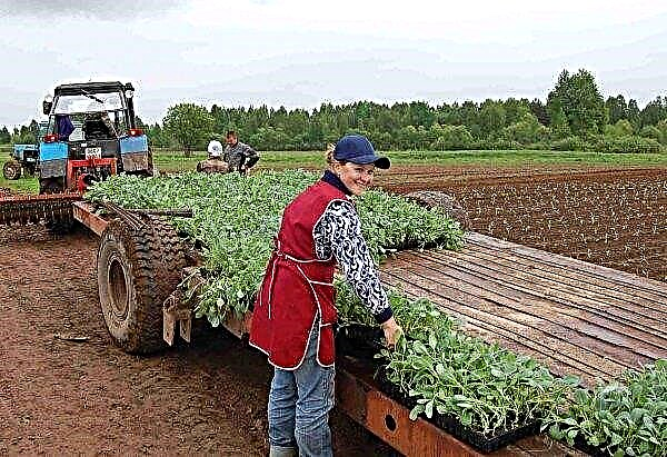 यूक्रेन में परिवार की खेती के प्रमुखों में केवल 10 प्रतिशत महिलाएं हैं