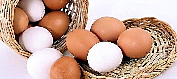 Pengeluar telur Amerika Selatan terbesar mula menjual telur vegan