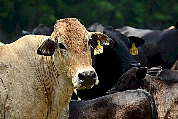 في أوكرانيا ، تذهب جميع الماشية المعالجة بالمضادات الحيوية إلى المسالخ