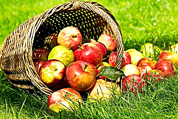 50 thousand apples were stolen from the garden of an American farmer