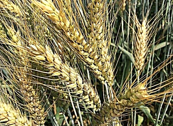 Земеделските производители от района на Тернопол се принуждават да продават зърно почти нищо
