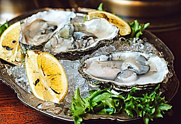 Op een Franse boerderij is anderhalve kilo oester geteeld