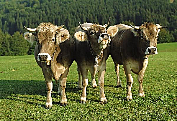 Pertanian Ukrland tidak akan menambah jumlah sapi tahun ini