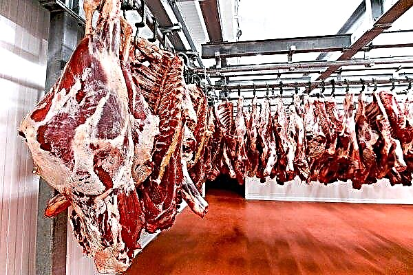 Het langverwachte vlees uit Argentinië laat de waakzame Primorye niet naar Rusland