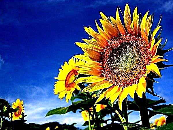 In den letzten 10 Jahren hat sich in der Ukraine das Gebiet der Niederlage von Sonnenblumen durch eine Spitze verdreifacht