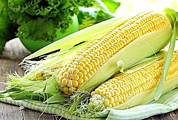 MMTC India menangguhkan tender jagung untuk kali ketujuh