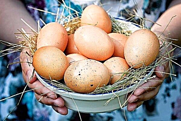 Durante seis meses, as galinhas Saratov produziram 241 milhões de ovos