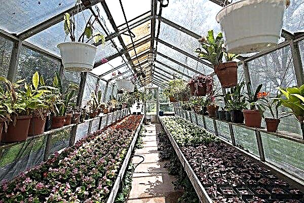 Invernaderos para el cultivo de flores: características de elección, tecnología de fabricación de bricolaje