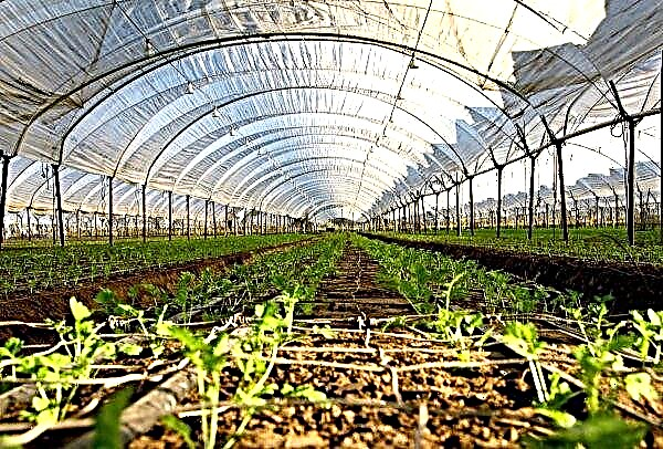 Russian and Korean farmers will be united by the “greenhouse issue”