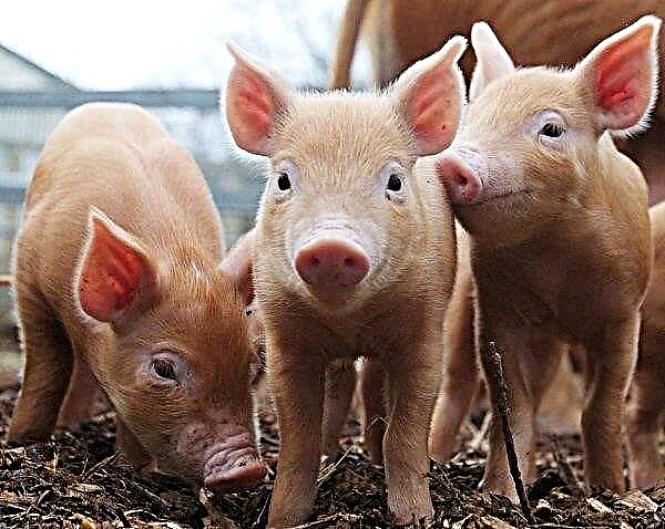 Eswatini Kingdom, ASF 영향을받는 국가의 돼지 수입 금지