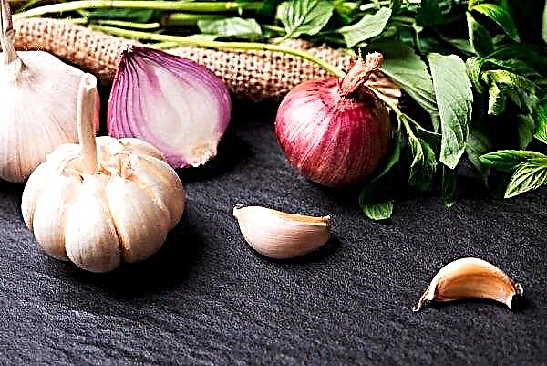 Garlic in Ukraine will become cheaper