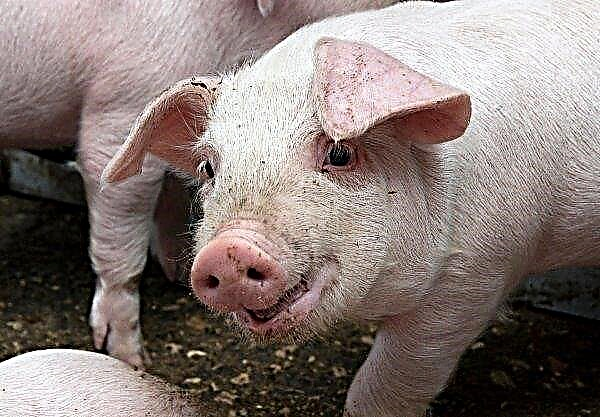 Производња свиња у Украјини је у "жутој зони"