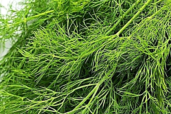 Dill Kibray: characteristics and description of the variety, photo, cultivation and care