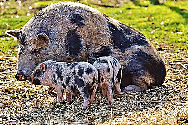 De autoriteiten van Transbaikalia adviseren om het fokken van varkens te vergeten