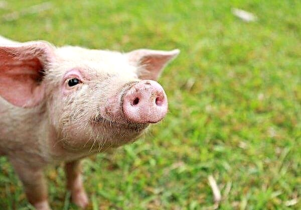 Nông dân chăn nuôi lợn ở Anh coi việc tăng giá gần đây là "công kích"