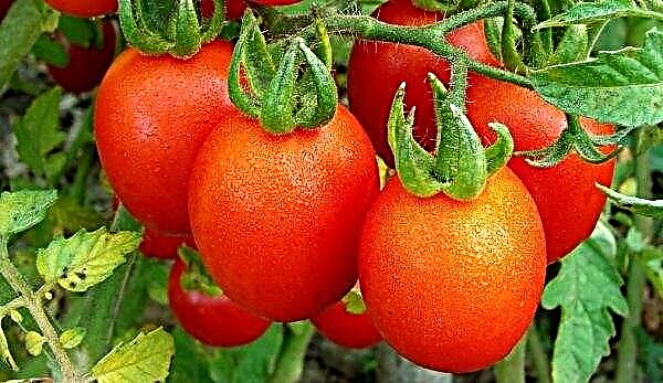 Tomato Grozdeva F1: characteristics and description, yield, features of the care of the variety, photo