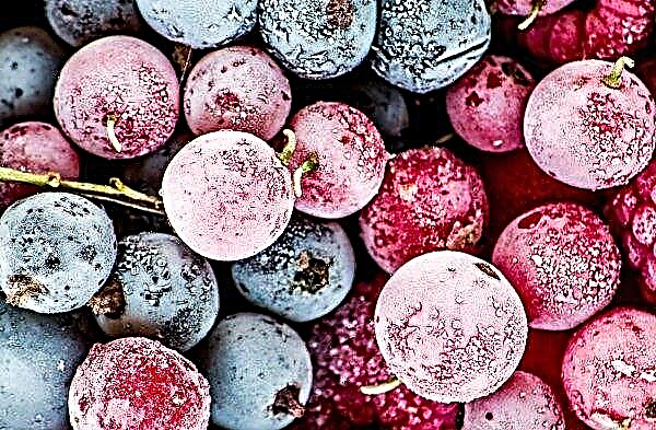 Ukraine earned more than $ 80 million in export of frozen berries and fruits