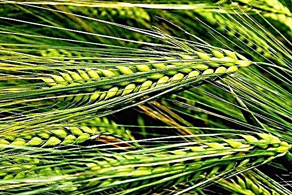 Ở Ireland, nông dân phẫn nộ vì thiếu lúa mạch Ailen trong chế độ ăn