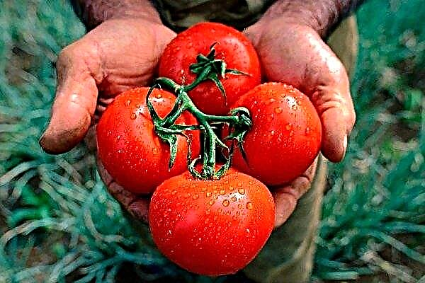 Die Ukraine erhöht gleichzeitig den Export und Import von Tomaten