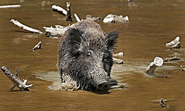 Kherson farmers exterminate wild boars in the name of pet health