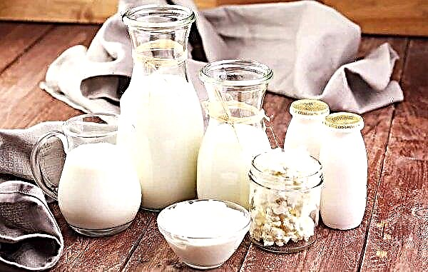 Mléko pod vietnamským původem bude „růst“ v sibiřských otevřených prostorech
