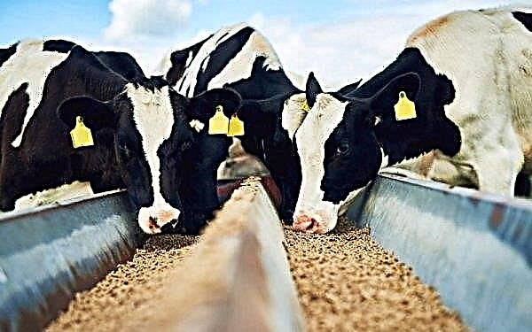 La teneur en matières grasses du lait chez une vache domestique en hiver et en été (normale, maximale): de quoi elle dépend, comment déterminer comment augmenter