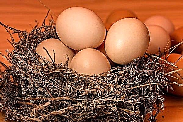 Di wilayah Kharkov menjual telur paling mahal di Ukraine