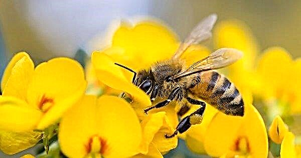 Pemelihara lebah akan mempunyai rangkaian sosial mereka sendiri