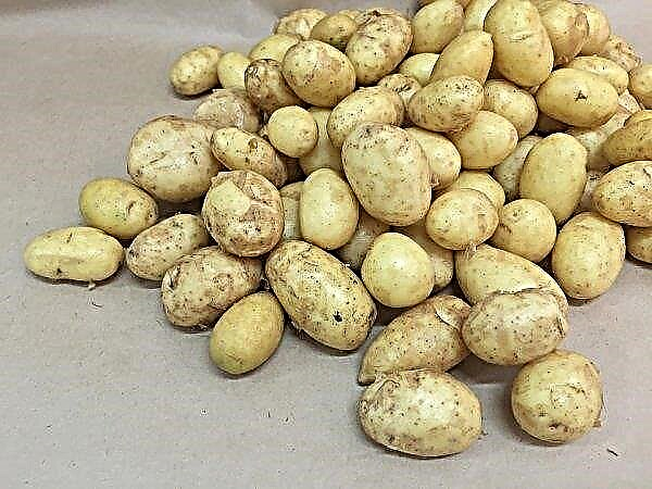 Batata-semente híbrida será cultivada em Ruanda