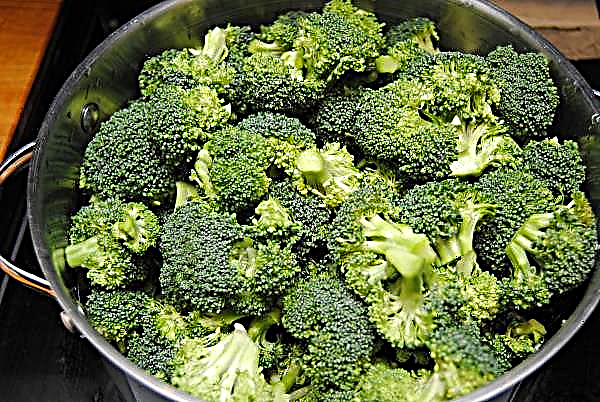 Holländska uppfödare har skapat en söt och "bekväm" broccoli