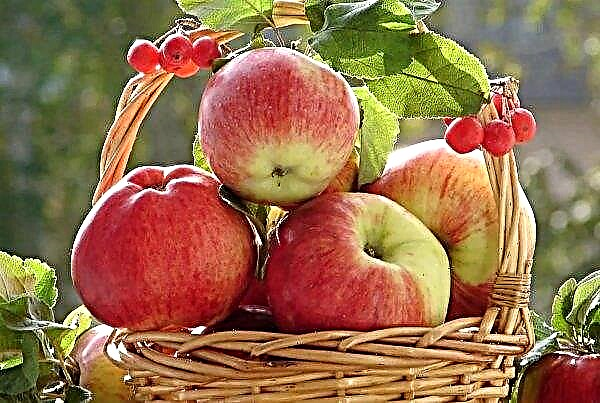 Ukraine opened the apple season