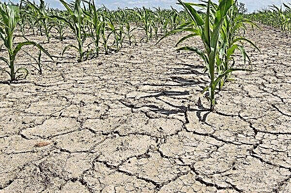 Dry winds in Western Ukraine do not give agrarians peace