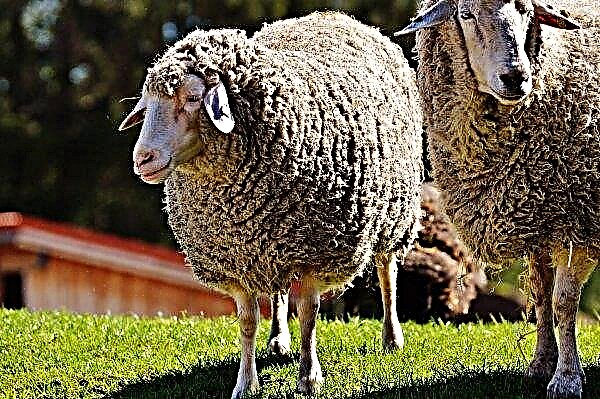 Les éleveurs de moutons irlandais demandent de l'aide au prix de la laine