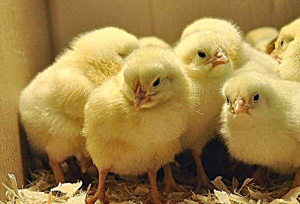 Chickens Shaver (bruin, wit, zwart): rasbeschrijving, kenmerken, verzorging en voeding