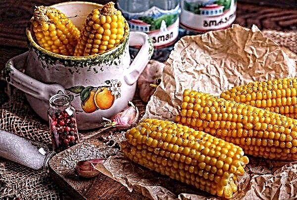Zimbabwe forecasts corn crop decline