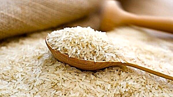 يمكن للعلماء إنتاج الأرز المقاوم للحرارة
