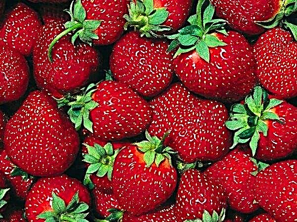 우크라이나에서 가장 큰 딸기 생산자는 딸기 아래 면적을 증가시킵니다.