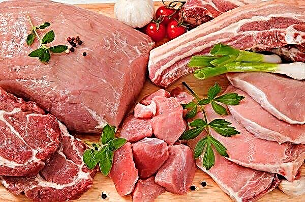بدأت أسعار الخنازير الحية في أوكرانيا في الارتفاع