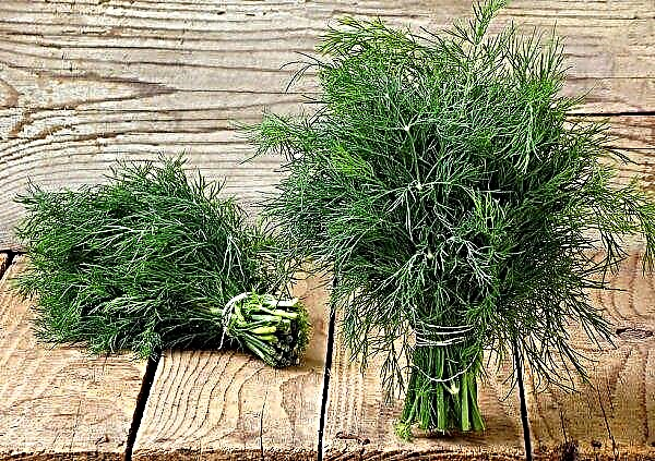 The authorities of the Dnieper will fight with the grandmothers who sell dill
