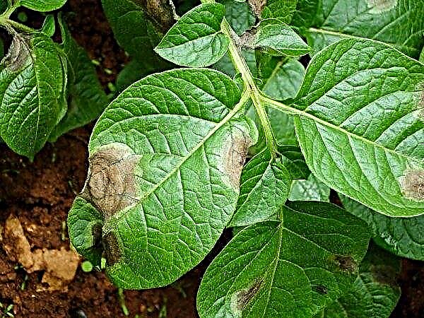 Chugunka potato variety: botanical description and characteristics, features of cultivation and care, photo