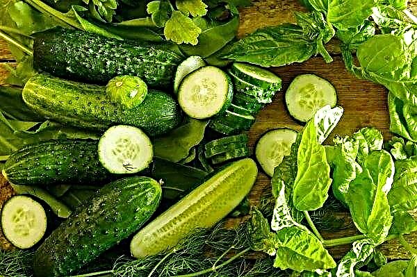 Cool weather in Ukraine provokes a rise in prices for cucumbers
