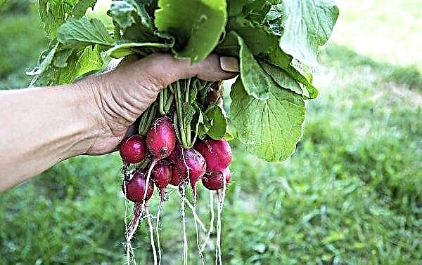 Growing radishes in a greenhouse in winter: selection and care of varieties