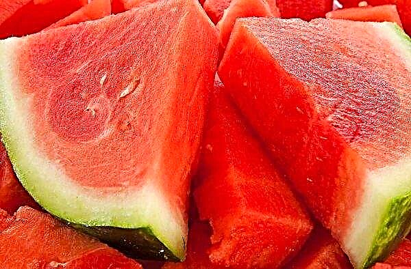 Watermelon season in Transcarpathia began a month earlier than usual