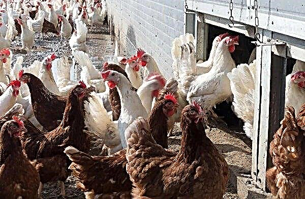 Dangerous virus left Voronezh poultry breeders at a trough