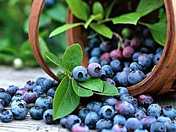 Blueberry dari Ukraina menyerbu supermarket Lidl