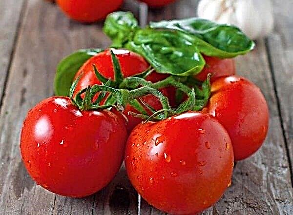У 2019 Agrofusion виростить ще більше томатів