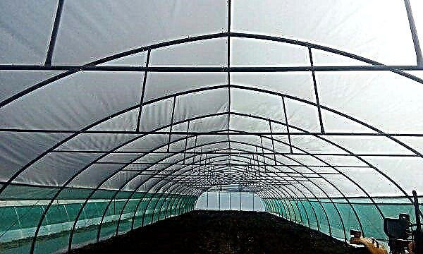 Village greenhouse will strengthen Russia's export position