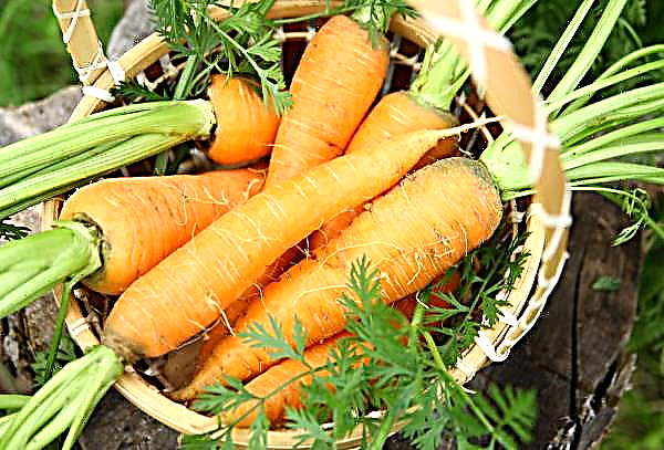 Масовий збір урожаю моркви в Росії знизив її ціну